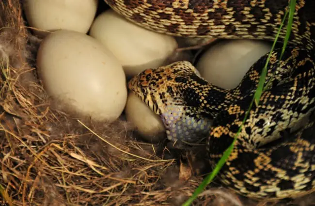 Bullsnake eating a mallard duck&#039;s egg Photo by: USFWS Mountain-Prairie https://creativecommons.org/licenses/by/2.0/