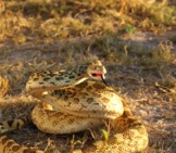 Bullsnake Threatening Photo By: Dallas Krentzel Https://Creativecommons.org/Licenses/By/2.0/