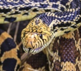 Closeup Of A Bullsnake Photo By: Sauntering Photographer Https://Creativecommons.org/Licenses/By/2.0/