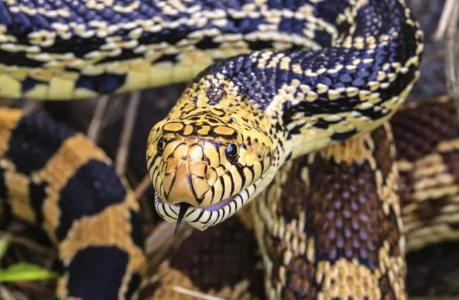 Closeup of a bullsnake Photo by: Sauntering Photographer https://creativecommons.org/licenses/by/2.0/