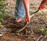 Large Bullsnake Being Moved To The Garden Photo By: Louis Https://Creativecommons.org/Licenses/By/2.0/