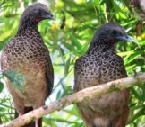 A Pair Of Colombian Chachalaca In A Treephoto By: Félix Uribehttps://Creativecommons.org/Licenses/By-Sa/2.0/