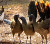 A Trio Of Rufous-Vented Chachalaca Photo By: Fernando Flores Https://Creativecommons.org/Licenses/By-Sa/2.0/