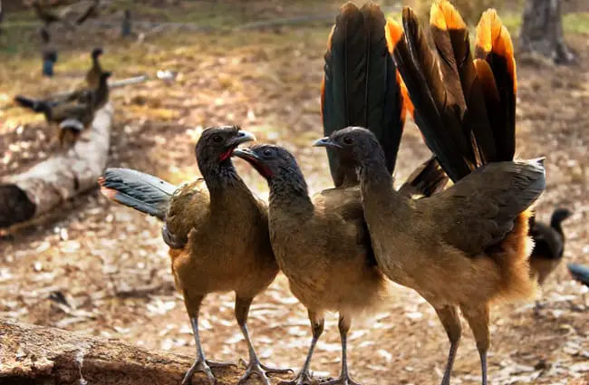 A trio of Rufous-vented Chachalaca Photo by: Fernando Flores https://creativecommons.org/licenses/by-sa/2.0/