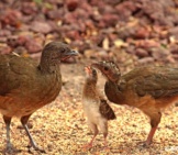 Plain Chachalacas Feeding A Baby Photo By: Rio Grande Valley Birding Festival Https://Creativecommons.org/Licenses/By-Sa/2.0/