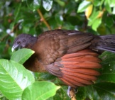 Gray-Headed Chachalaca&#039;S Wing Plumage