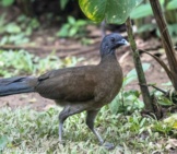 Grey-Headed Chachalaca Photo By: Hans Norelius Https://Creativecommons.org/Licenses/By-Sa/2.0/