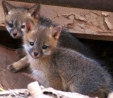 Stunning Gray Fox Kits Photo By: Skeeze Https://Pixabay.com/Photos/Gray-Fox-Kits-Young-Babies-956687/