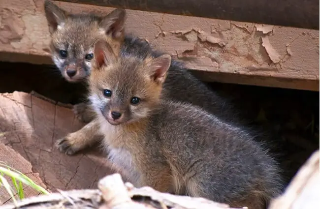 Stunning Gray Fox kits Photo by: skeeze https://pixabay.com/photos/gray-fox-kits-young-babies-956687/