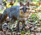 Gray Fox Taking Notice Of The Camera Photo By: Andy Reago &Amp; Chrissy Mcclarren Https://Creativecommons.org/Licenses/By/2.0/