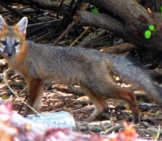 Florida Grey Fox - Notice The Litter That Threatens His Environment Photo By: Scott Beazley Https://Creativecommons.org/Licenses/By/2.0/