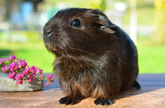 Chocolate Guinea Pig - so shiny!