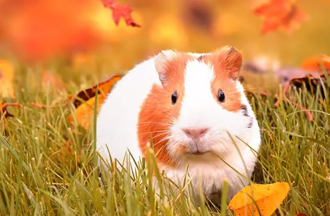 Guinea Pig portrait