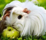 Long-Haired White Guinea Pig