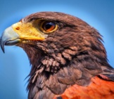 Closeup Of A Harris Hawk Photo By: Robert Balog Https://Pixabay.com/Photos/Harris-Hawk-Parabuteo-Unicinctus-859397/ 