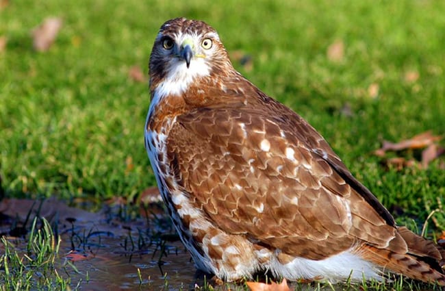 Portrait of a beautiful Red Tailed HawkPhoto by: skeezehttps://pixabay.com/photos/red-tailed-hawk-bird-raptor-1603248/