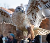 Ferruginous Hawk On A Perchphoto By: Reitz27Https://Pixabay.com/Photos/Hawk-Raptor-Ferruginous-Hawk-3543101/