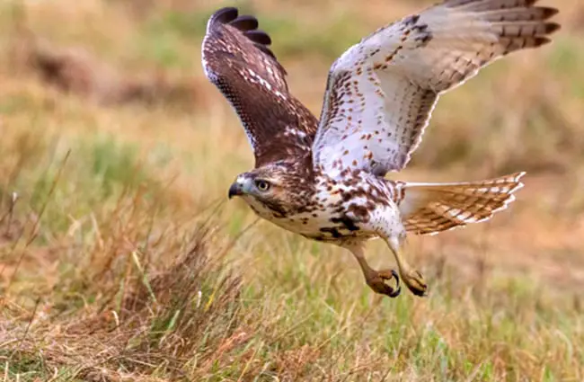 Red Tailed Hawk taking off Photo by: sdc140 https://pixabay.com/photos/red-tailed-hawk-bird-nature-3873820/ 