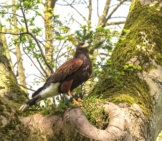 Wild Harris Hawk Perched In A Tree Photo By: Kdsphotos Https://Pixabay.com/Photos/Harris-Hawk-Hawk-Bird-Wildlife-3365037/ 