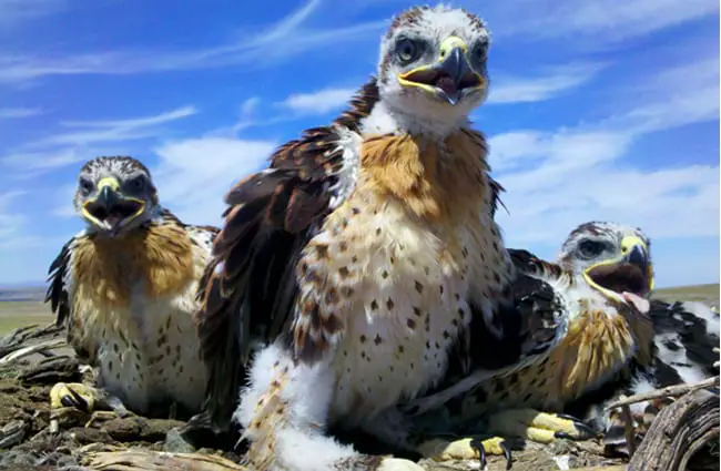 Ferruginous Hawks&#039; nest with Mom and 3 juveniles Photo by: Baker County Tourism Travel Baker County https://creativecommons.org/licenses/by-nd/2.0/ 