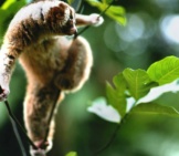 Slow Loris In A Tree Photo By: (C) Fotosearch Www.fotosearch.com 