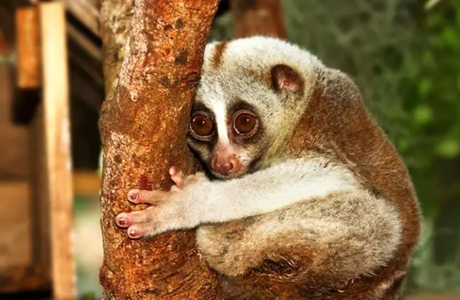 Slow Loris hugging a tree Photo by: (c) praisaeng www.fotosearch.com