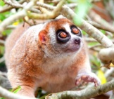 An Adorable Slow Loris Portraitphoto By: (C) Ngarare Www.fotosearch.com