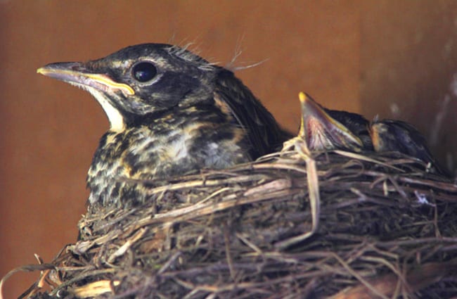 American Robin mom in the nest with her babies Photo by: WisconsinKaasKop https://creativecommons.org/licenses/by-sa/2.0/ 