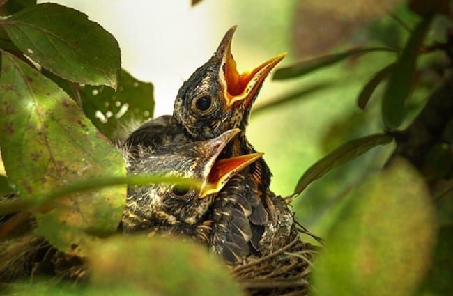 American Robin chicks clamoring for dinner Photo by: Anita Stachurski https://creativecommons.org/licenses/by-sa/2.0/ 