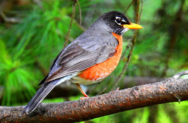 American RobinPhoto by: Ken Gibsonhttps://creativecommons.org/licenses/by-sa/2.0/