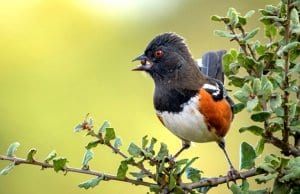 Spotted Towhee picking up some lunchPhoto by: Becky Matsubarahttps://creativecommons.org/licenses/by-sa/2.0/