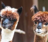 A Pair Of Curious Alpacasphoto By: Marcel Langthimhttps://Pixabay.com/Photos/Alpaca-Andes-Wool-Fluffy-Paarhufer-984887/