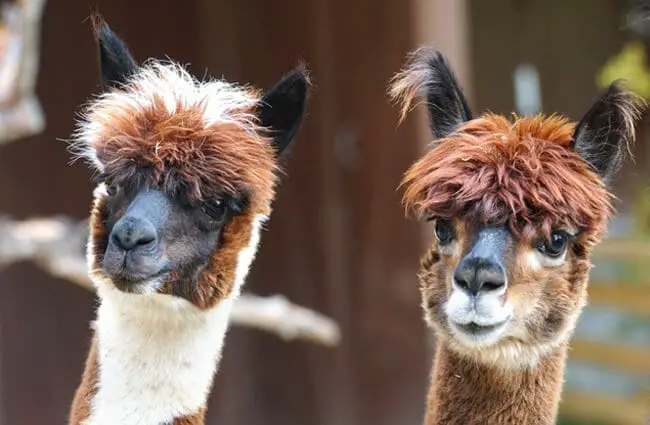 A pair of curious AlpacasPhoto by: Marcel Langthimhttps://pixabay.com/photos/alpaca-andes-wool-fluffy-paarhufer-984887/