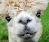 Closeup Of A White Alpaca Photo By: Richard Smith Https://Pixabay.com/Photos/Alpaca-Smile-Teeth-Fur-Funny-Farm-985158/ 