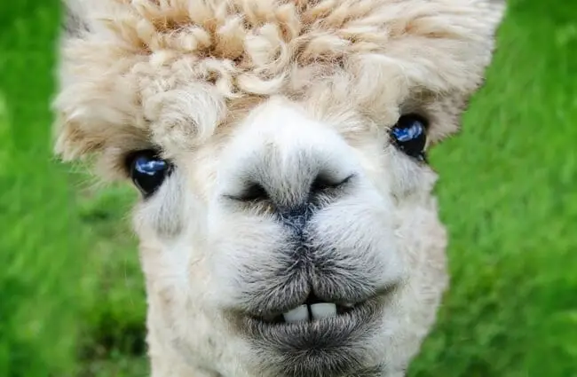 Closeup of a White Alpaca Photo by: Richard Smith https://pixabay.com/photos/alpaca-smile-teeth-fur-funny-farm-985158/ 