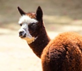 Alpaca Photo By: Minka2507 Https://Pixabay.com/Photos/Alpaca-Mammal-Animal-Animal-World-4292826/ 