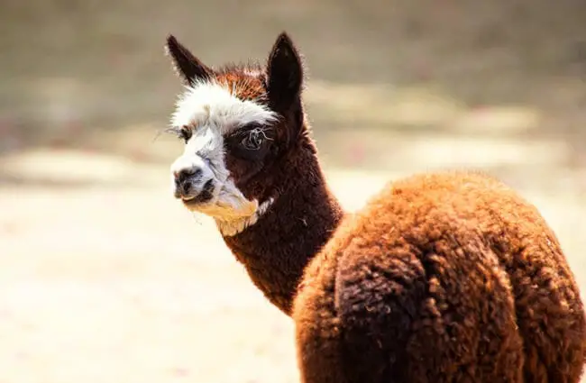 Alpaca Photo by: minka2507 https://pixabay.com/photos/alpaca-mammal-animal-animal-world-4292826/ 