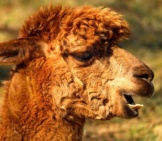 Brown Alpaca Photo By: 1195798 Https://Pixabay.com/Photos/Alpaca-Animal-Creature-Fur-2214650/ 