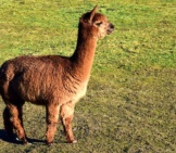 Beautiful Chocolate-Brown Alpaca Photo By: Ulrike Leone Https://Pixabay.com/Photos/Mammal-Animal-Grass-Wool-Farm-3210167/ 