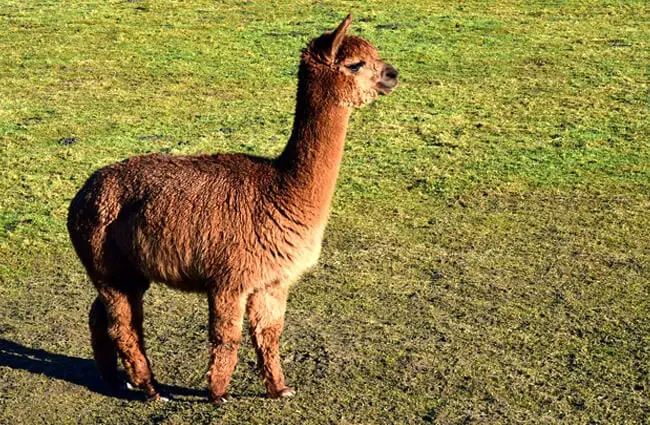 Beautiful chocolate-brown Alpaca Photo by: Ulrike Leone https://pixabay.com/photos/mammal-animal-grass-wool-farm-3210167/ 