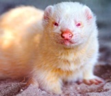 A Cute Albino Ferret Photo By: Tambako The Jaguar Https://Creativecommons.org/Licenses/By-Nd/2.0/ 