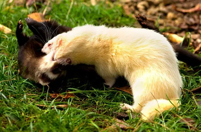 This pair of Ferrets aren&#039;t fighting Photo by: Max Moreau https://creativecommons.org/licenses/by-nd/2.0/ 