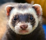 Closeup Of A Domestic Ferretphoto By: Daniel Steinkehttps://Pixabay.com/Photos/Ferret-Animal-Eyes-Close-Up-361580/