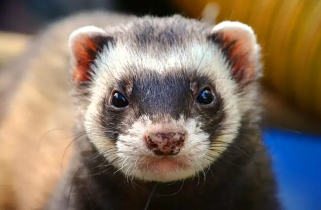 Closeup of a domestic FerretPhoto by: Daniel Steinkehttps://pixabay.com/photos/ferret-animal-eyes-close-up-361580/