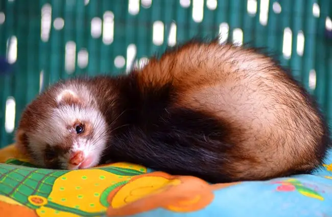 Sleepy pet Ferret Photo by: GuilleNeT https://pixabay.com/photos/huron-hurolates-pets-ferrets-1120505/ 