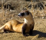 Portrait Of A Beautiful Black-Footed Ferret Photo By: Public Domain Https://Pixabay.com/Photos/Picture-Ferret-Footed-Black-Skunks-386745/ 