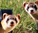 Ferret Selfie! Photo By: Skeeze Https://Pixabay.com/Photos/Black-Footed-Ferrets-Looking-Two-967192/ 