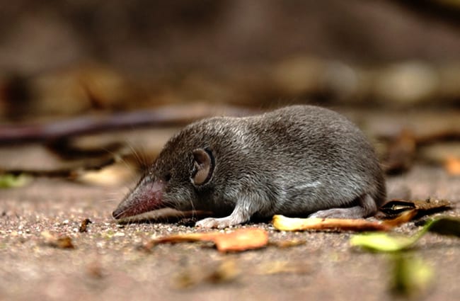 Searching for food Photo by: Ralph Häusler https://pixabay.com/photos/shrew-mouse-grey-nature-rodent-1339117/ 