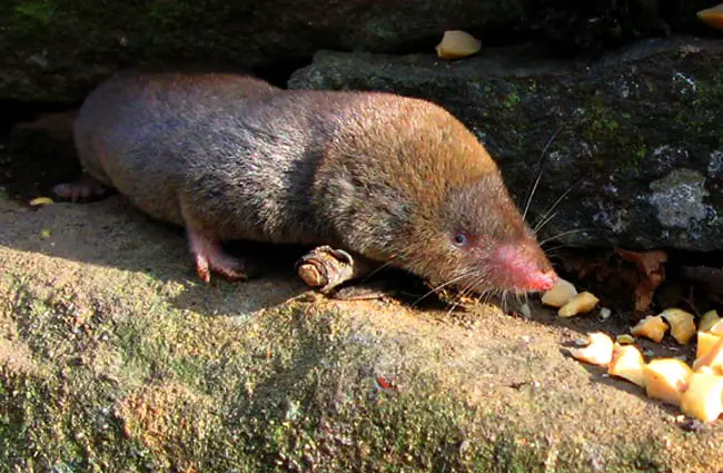 Short-tailed ShrewPhoto by: Gilles Gonthierhttps://creativecommons.org/licenses/by/2.0/