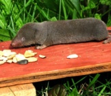 Short-Tailed Shrew Photo By: Gilles Gonthier Https://Creativecommons.org/Licenses/By/2.0/